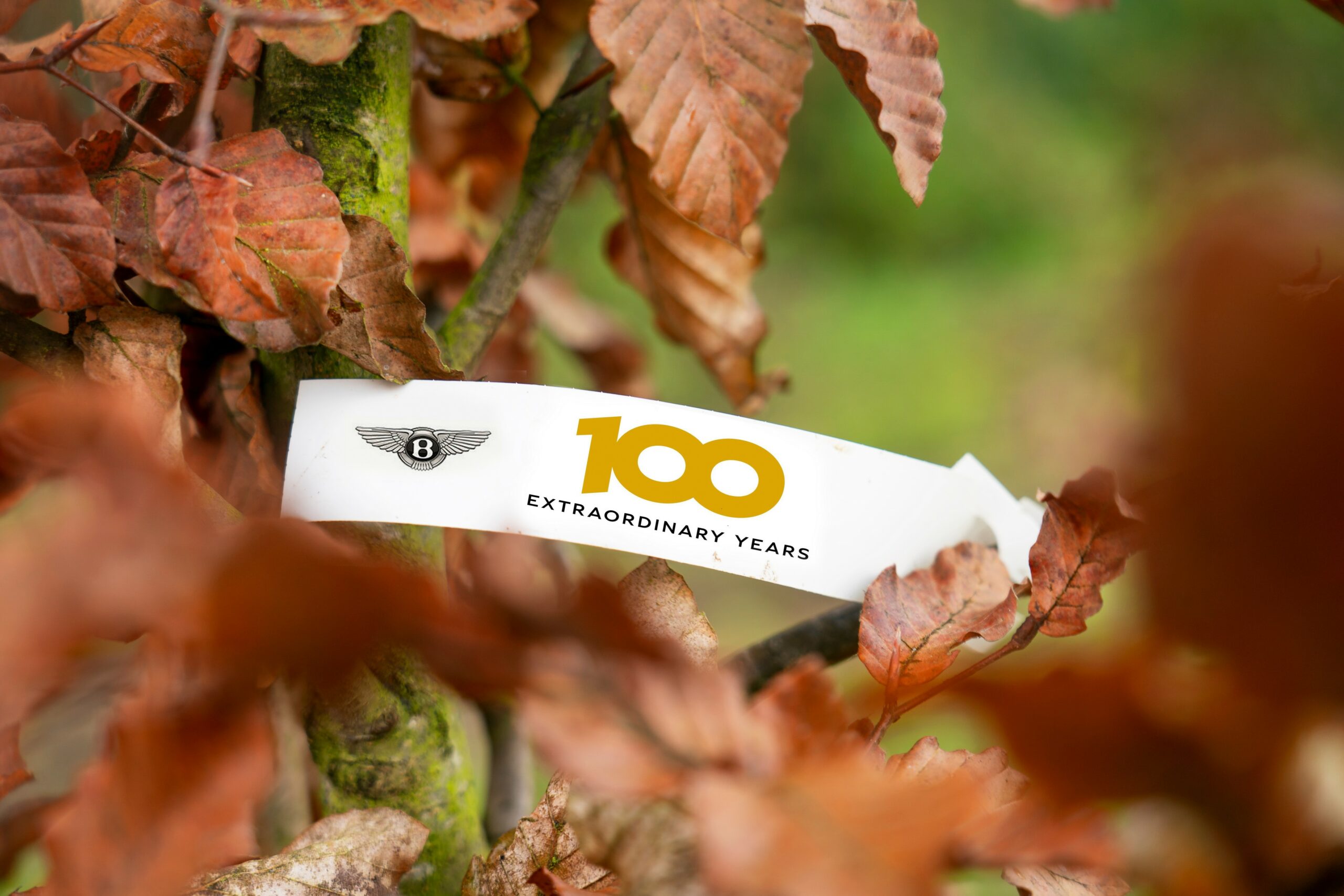 A close-up of a card with '100 Foundational Years' amidst autumn leaves.